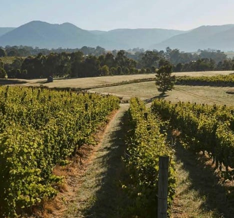 vintrace