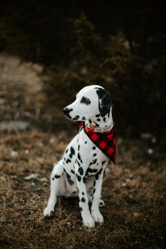 Furry Friends